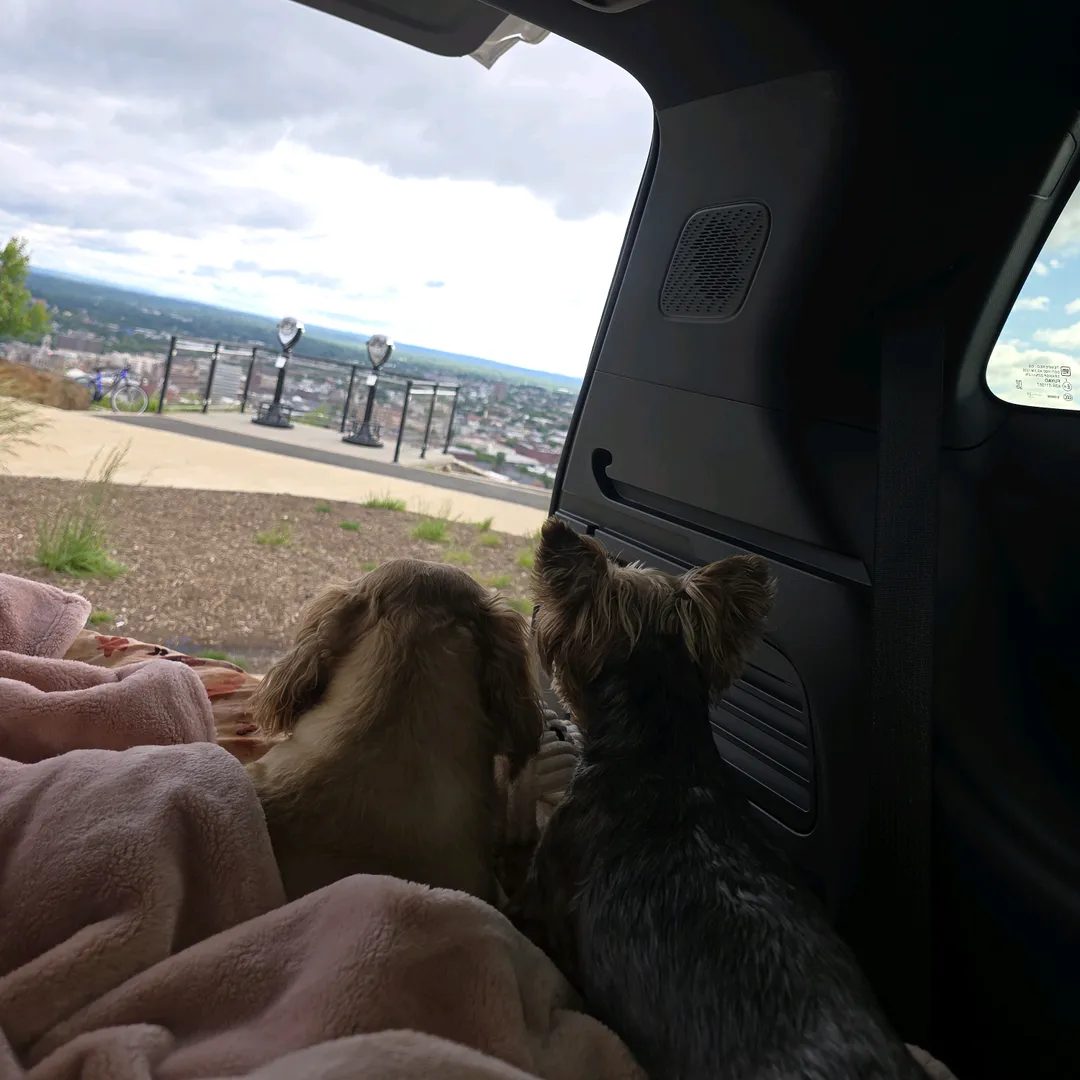 Oliver and Freddy looking out the back of the car on a pink blanket
